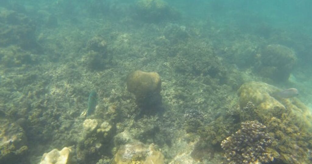 Koh Tao, Koh Lipe & Co im Schnorchel-Check: Welche Insel lohnt sich 2025 wirklich?